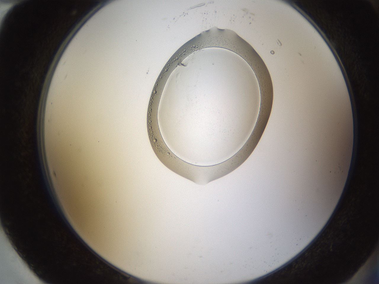 folderID596_plateID1596_batchID6729_wellNum94_profileID1_d2_r106351_ef.jpg
