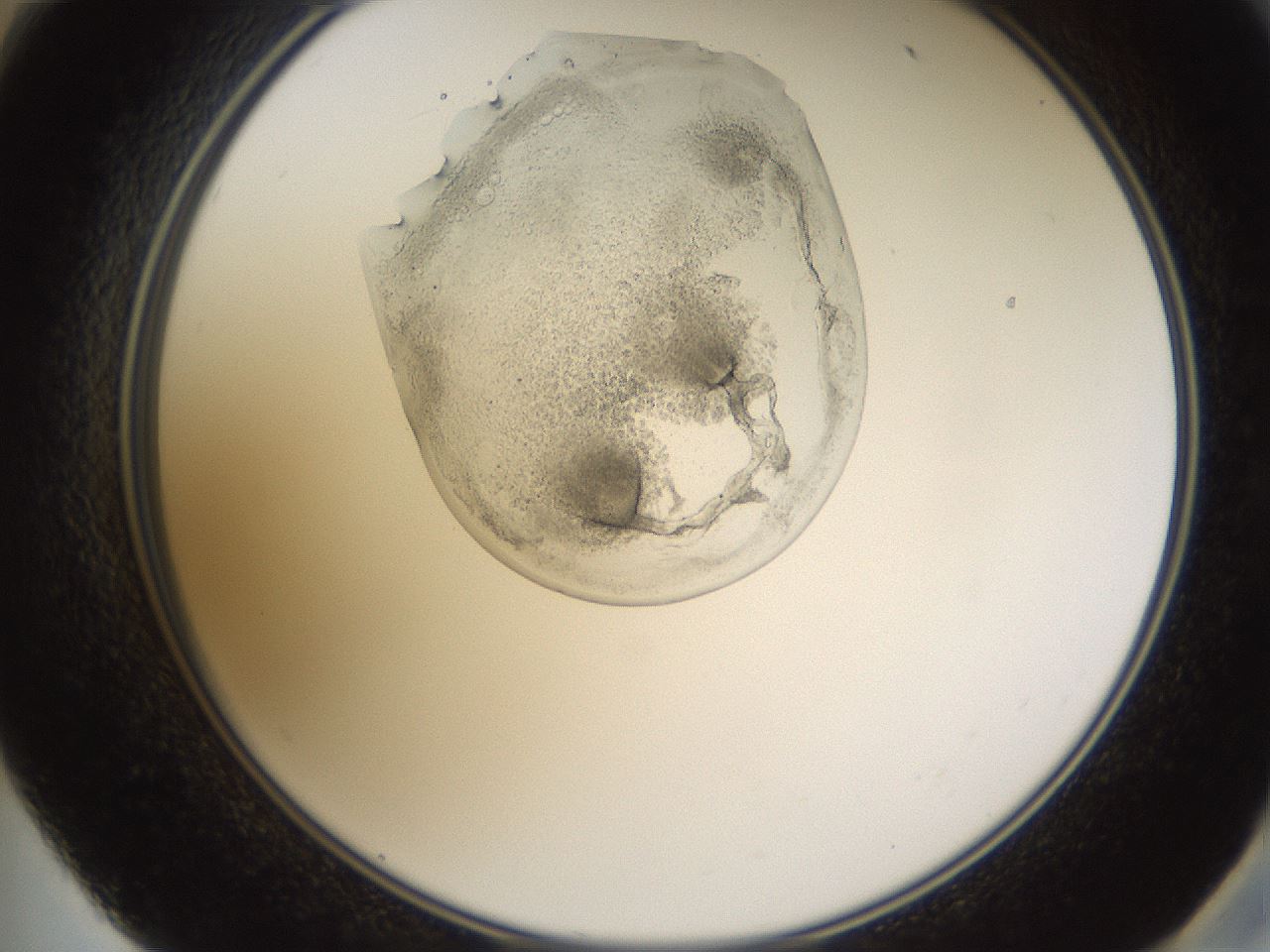 folderID596_plateID1596_batchID6729_wellNum59_profileID1_d2_r106281_ef.jpg