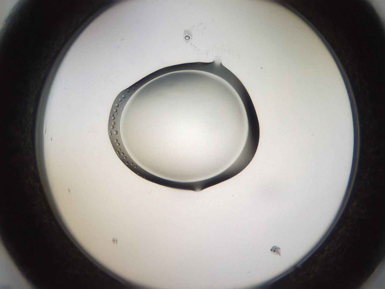 folderID596_plateID1596_batchID6729_wellNum61_profileID1_d2_r106285_ef.jpg