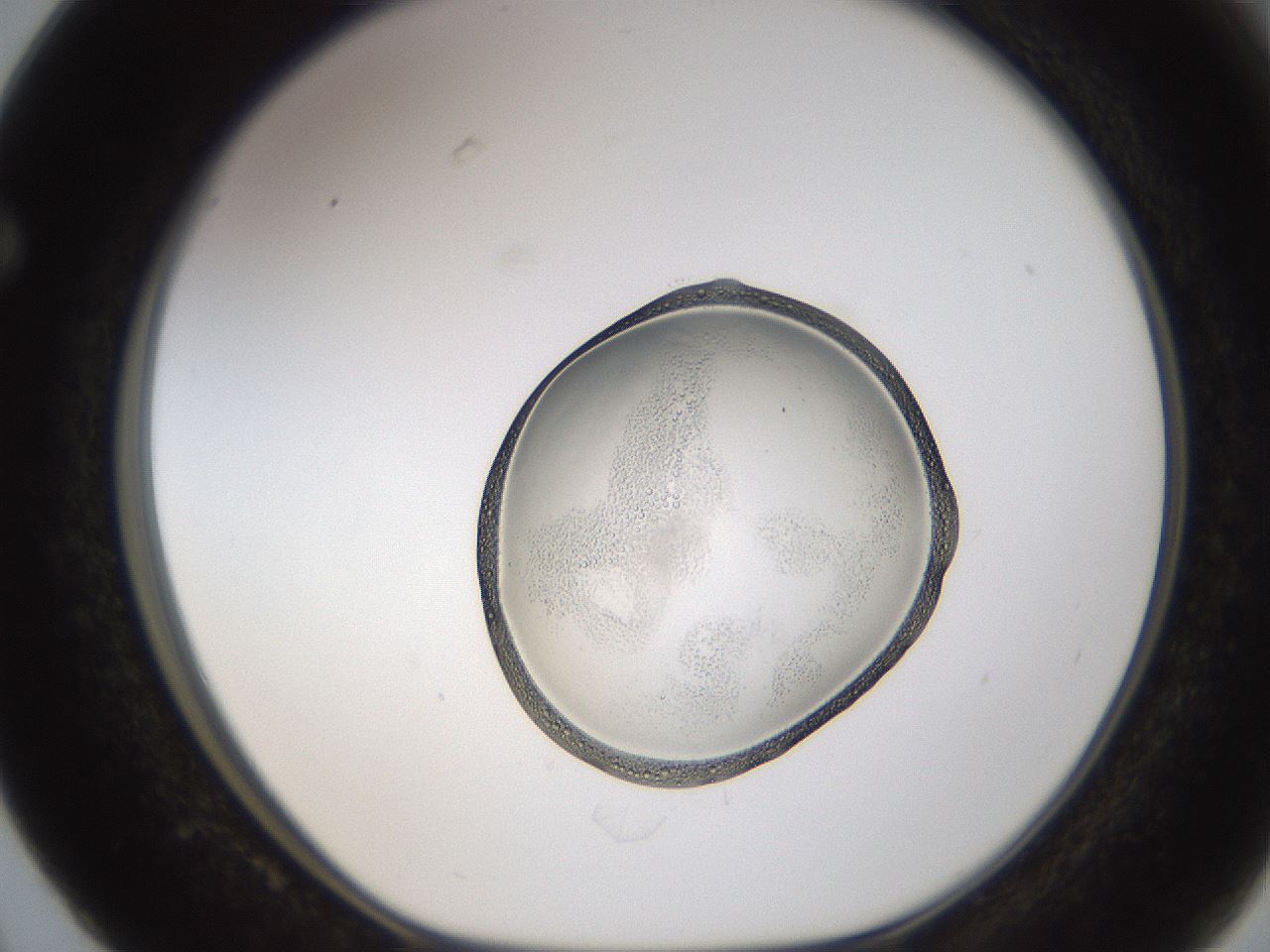 folderID596_plateID1596_batchID6729_wellNum63_profileID1_d1_r106288_ef.jpg
