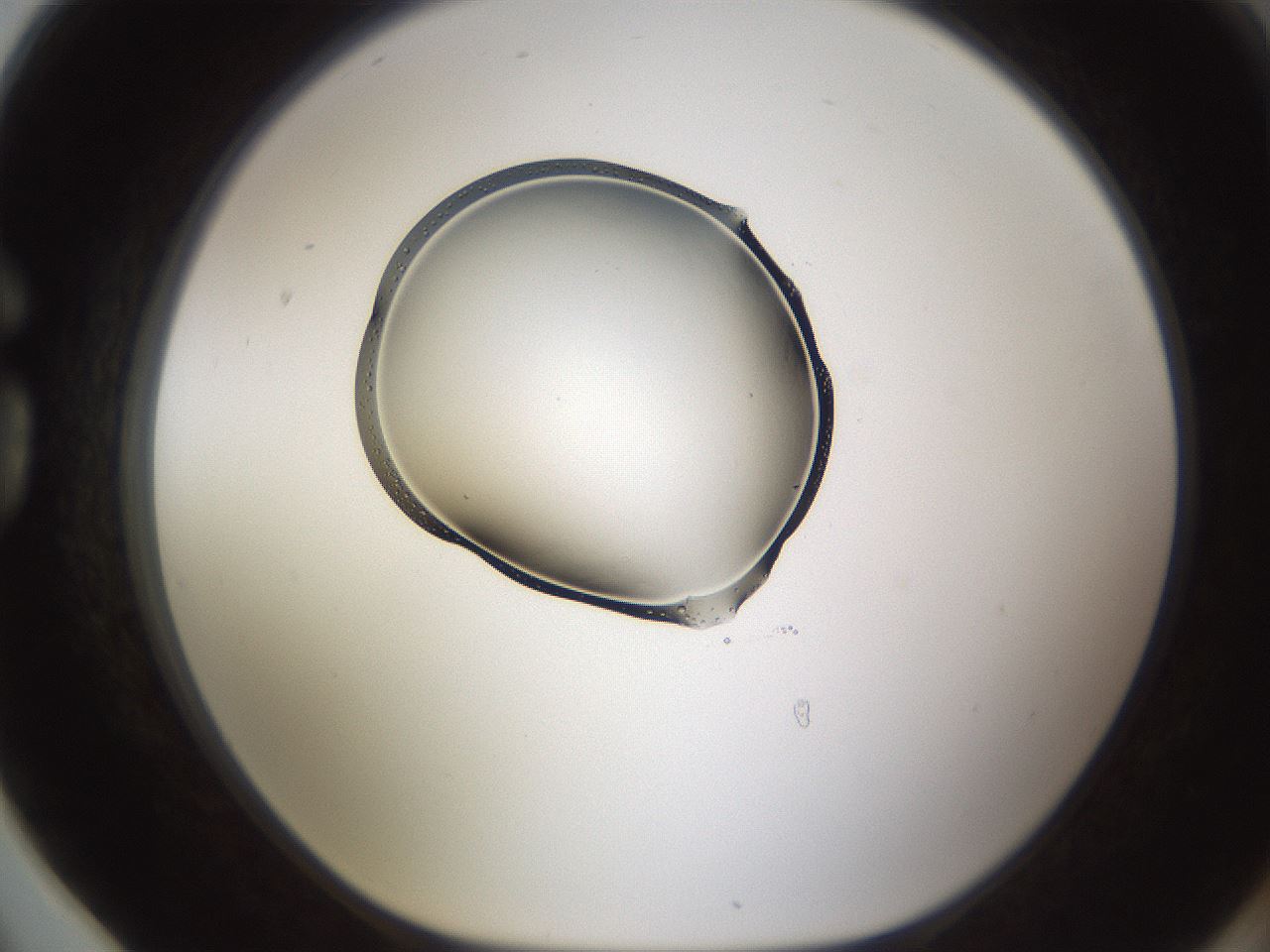folderID596_plateID1596_batchID6729_wellNum78_profileID1_d1_r106318_ef.jpg