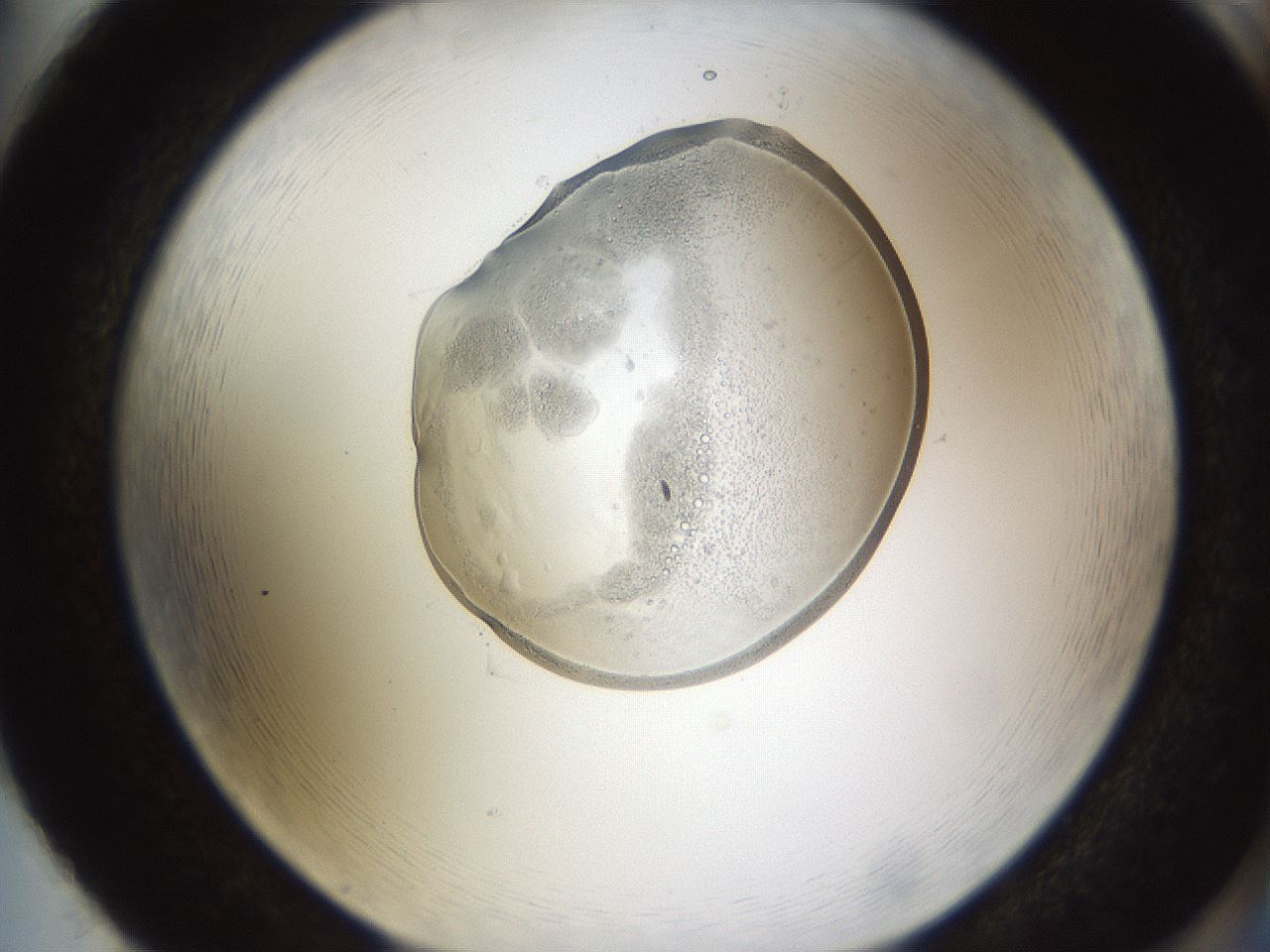 folderID596_plateID1596_batchID6729_wellNum86_profileID1_d2_r106335_ef.jpg