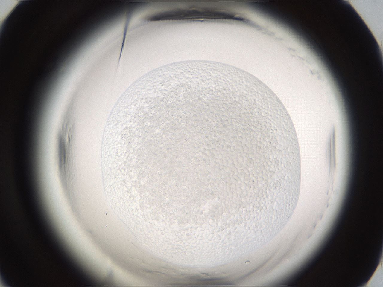 folderID596_plateID2596_batchID13191_wellNum66_profileID1_d1_r206989_ef.jpg
