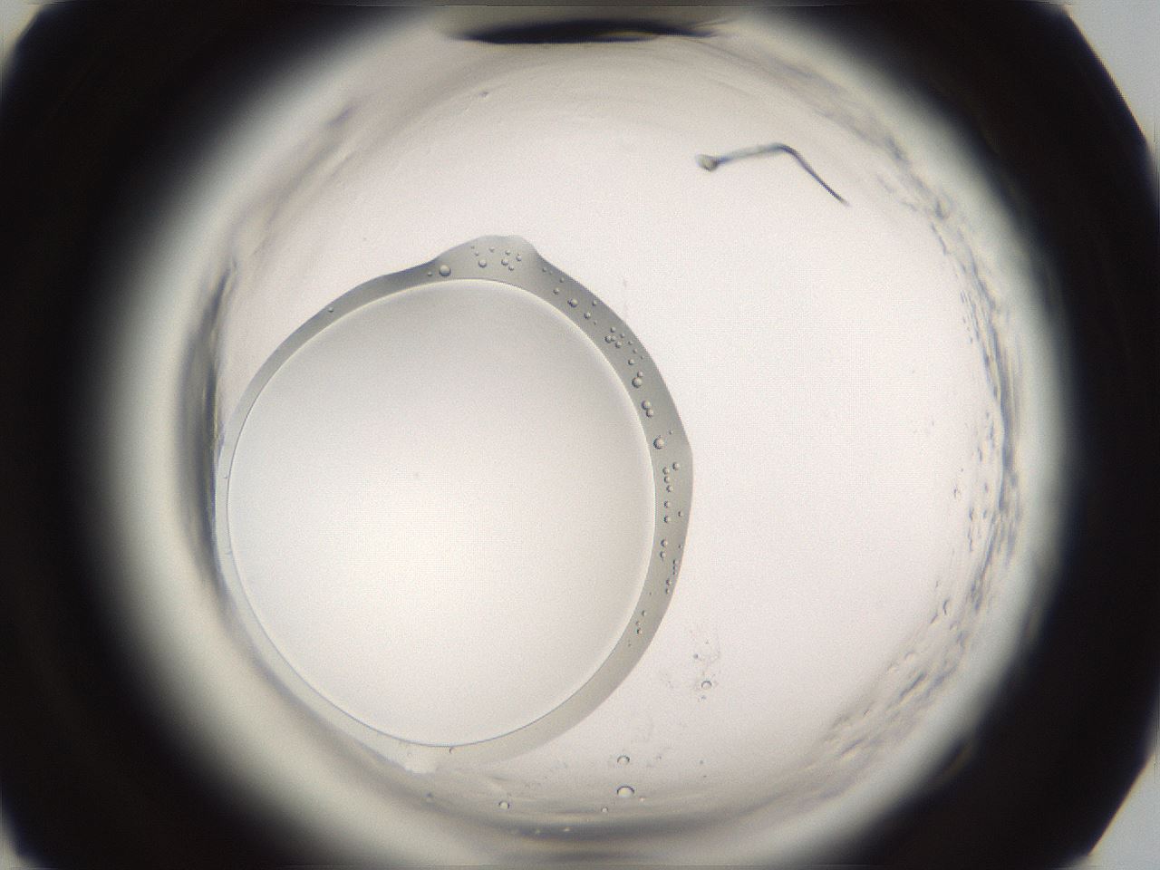 folderID596_plateID2596_batchID13191_wellNum85_profileID1_d2_r207047_ef.jpg
