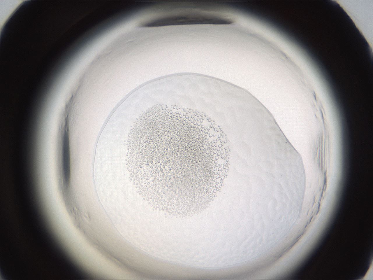 folderID597_plateID2597_batchID13193_wellNum58_profileID1_d1_r207541_ef.jpg