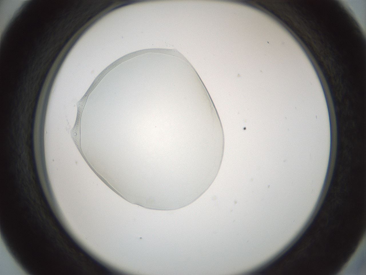 folderID598_plateID1598_batchID6731_wellNum41_profileID1_d2_r106629_ef.jpg