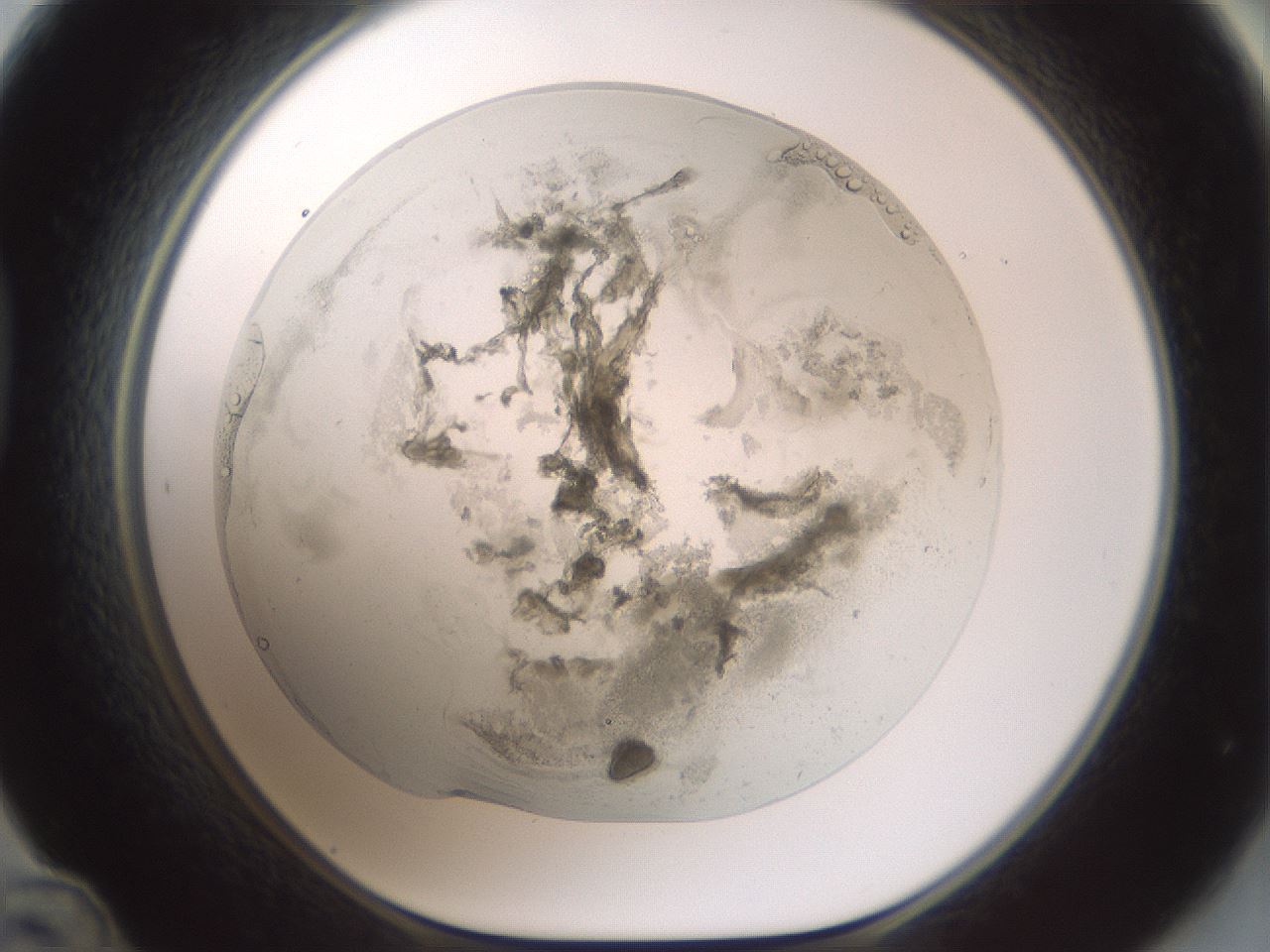 folderID598_plateID1598_batchID6731_wellNum48_profileID1_d1_r106642_ef.jpg