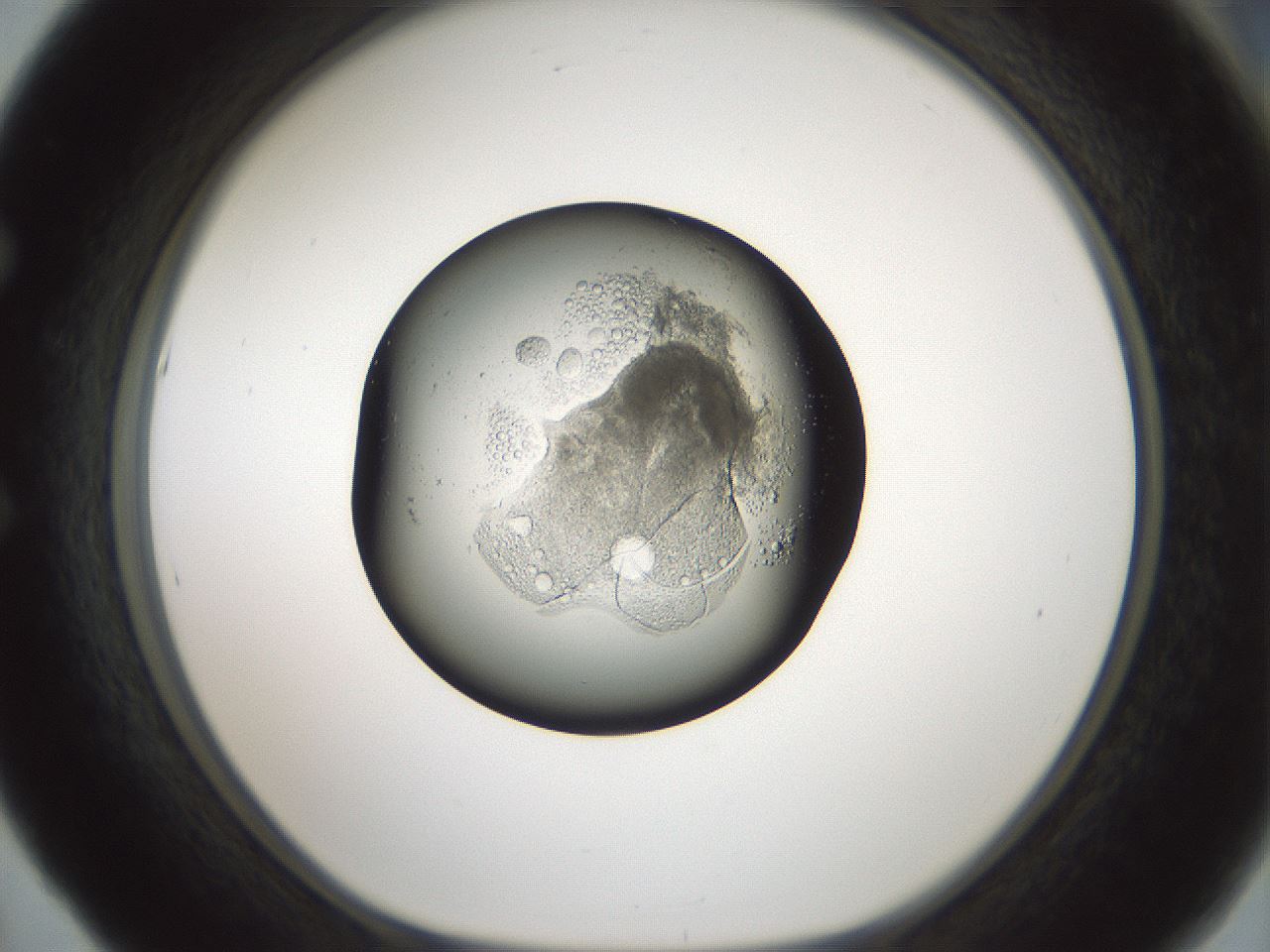 folderID598_plateID1598_batchID6731_wellNum53_profileID1_d1_r106652_ef.jpg