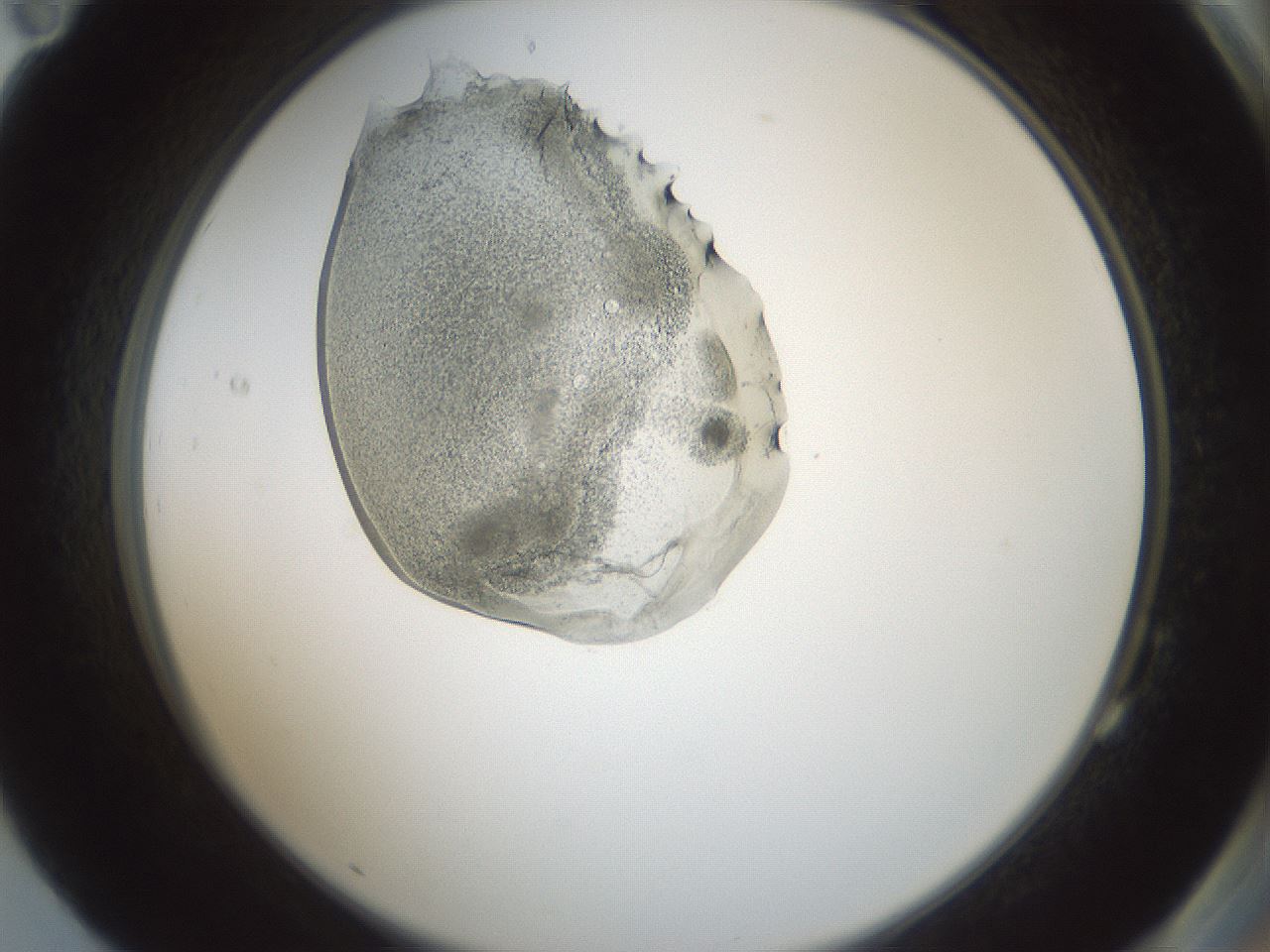 folderID598_plateID1598_batchID6731_wellNum83_profileID1_d2_r106713_ef.jpg