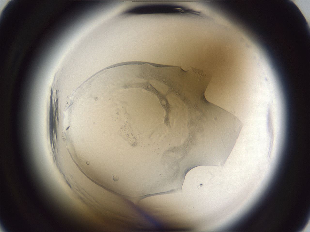 folderID598_plateID2598_batchID13155_wellNum18_profileID1_d2_r197341_ef.jpg
