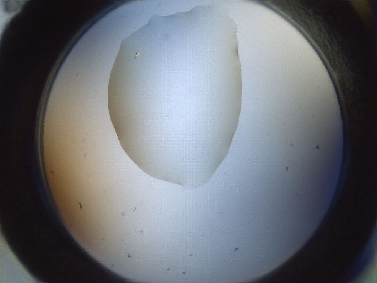 folderID600_plateID1600_batchID6725_wellNum95_profileID1_d2_r105585_ef.jpg