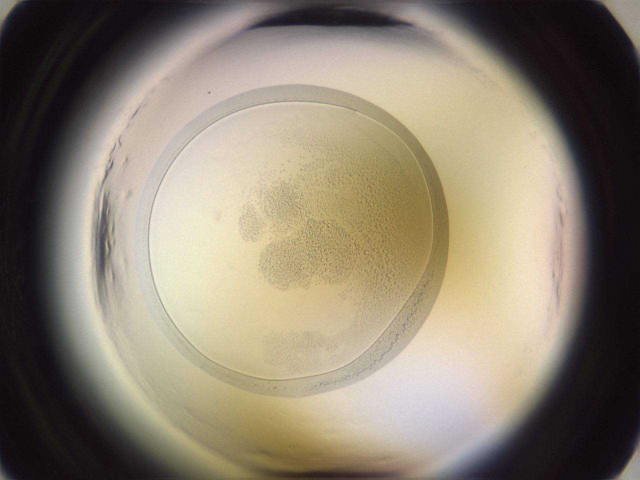 folderID600_plateID2600_batchID13161_wellNum6_profileID1_d1_r198744_ef.jpg