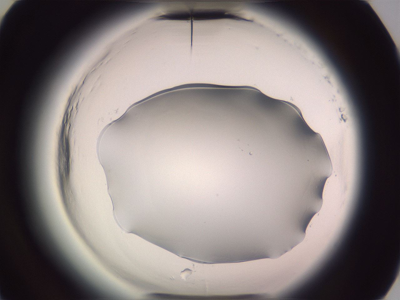 folderID601_plateID2601_batchID13164_wellNum77_profileID1_d3_r199823_ef.jpg