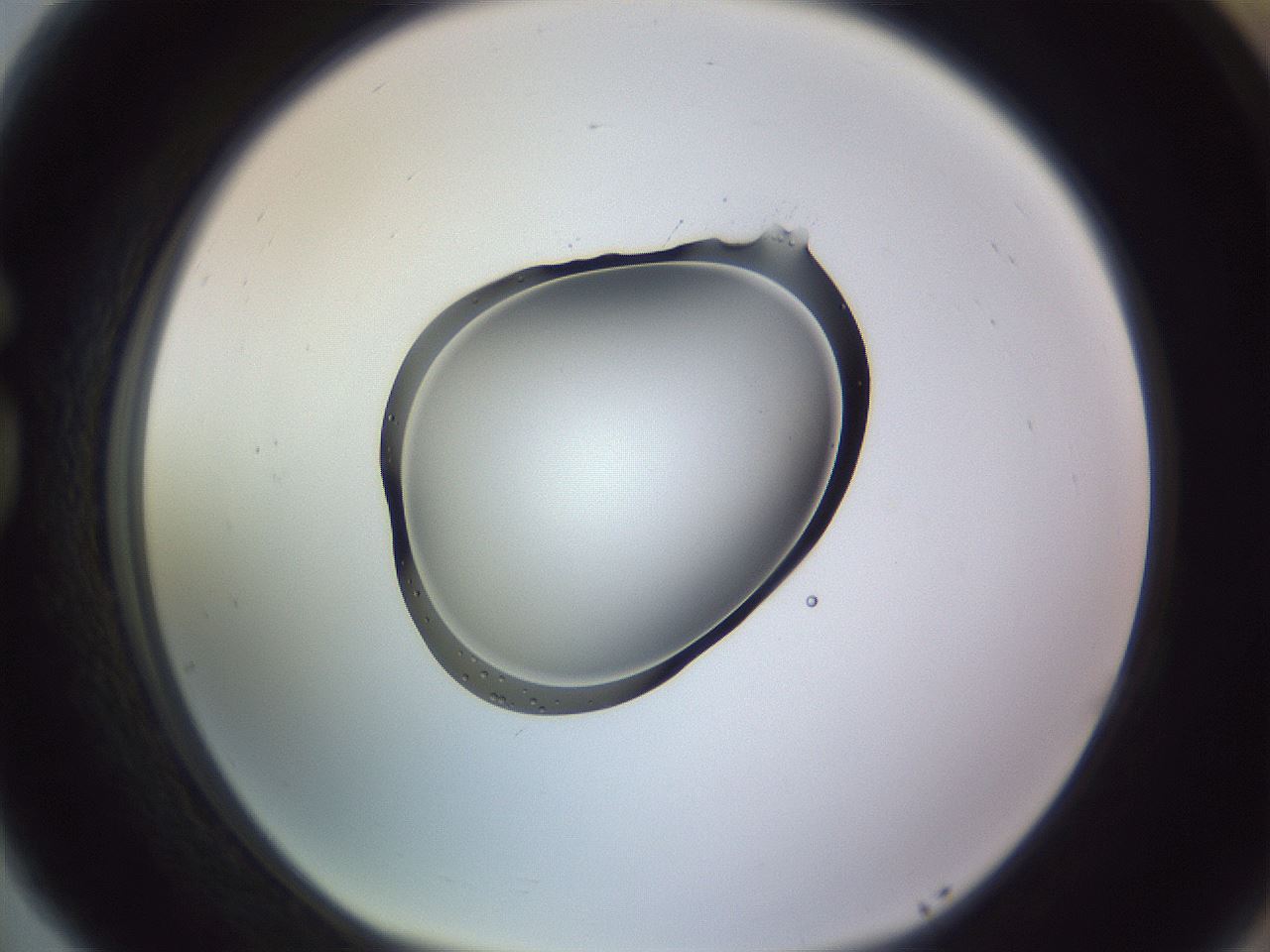 folderID603_plateID1603_batchID6730_wellNum77_profileID1_d1_r106508_ef.jpg