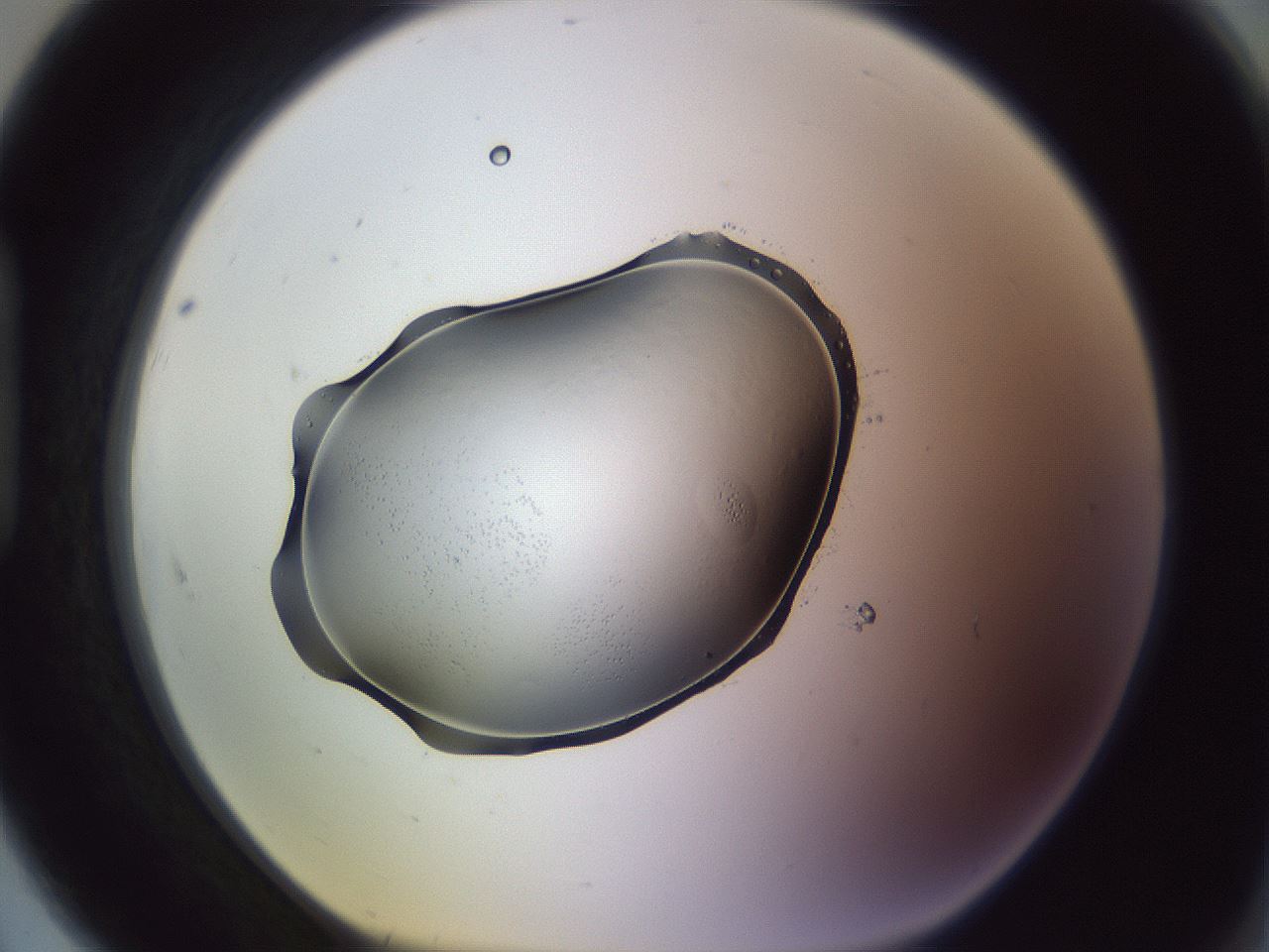 folderID603_plateID1603_batchID6730_wellNum91_profileID1_d1_r106536_ef.jpg