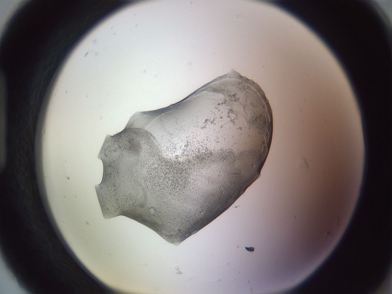 folderID603_plateID1603_batchID6730_wellNum92_profileID1_d1_r106538_ef.jpg