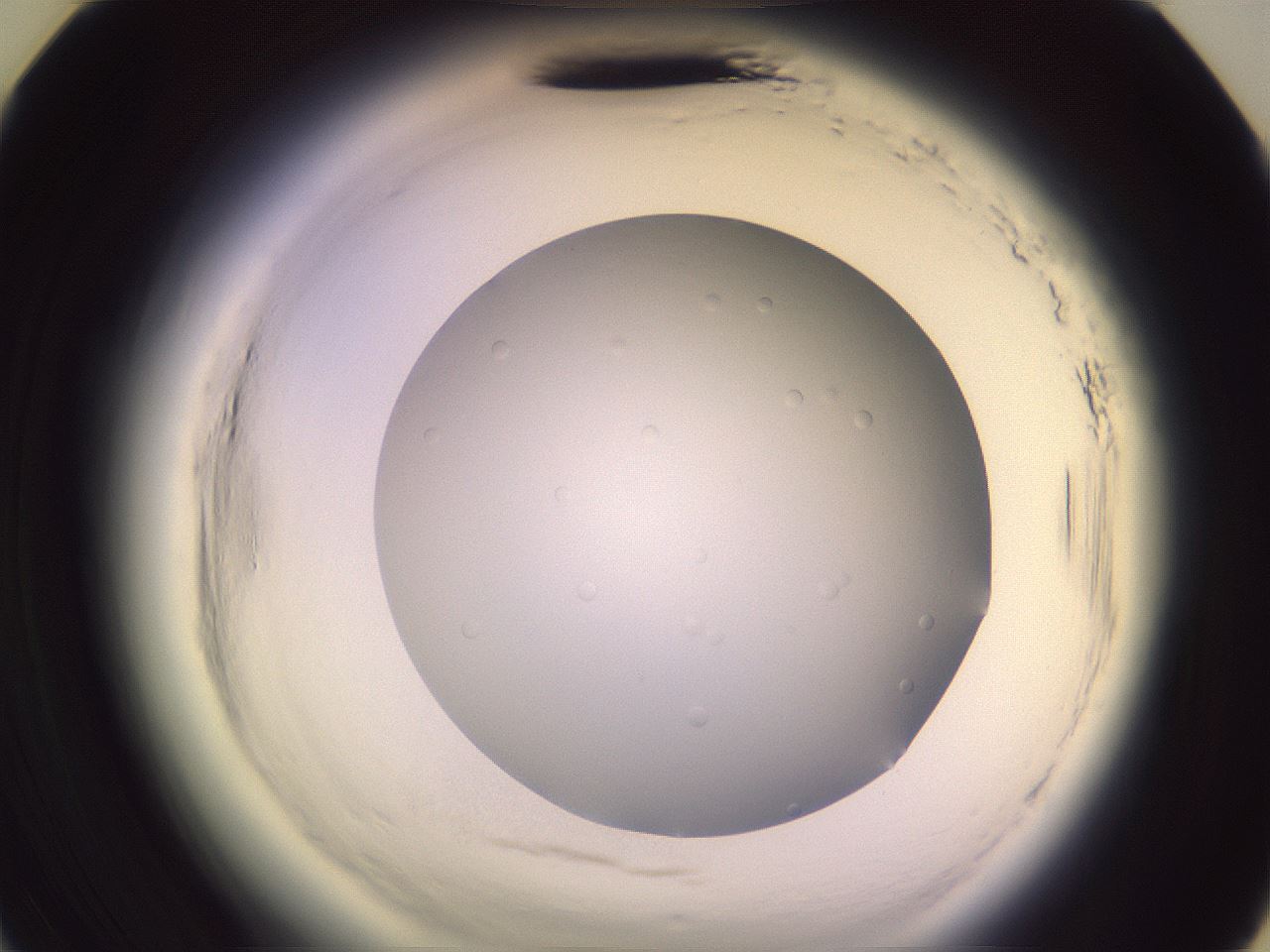 folderID603_plateID2603_batchID13168_wellNum35_profileID1_d3_r201425_ef.jpg