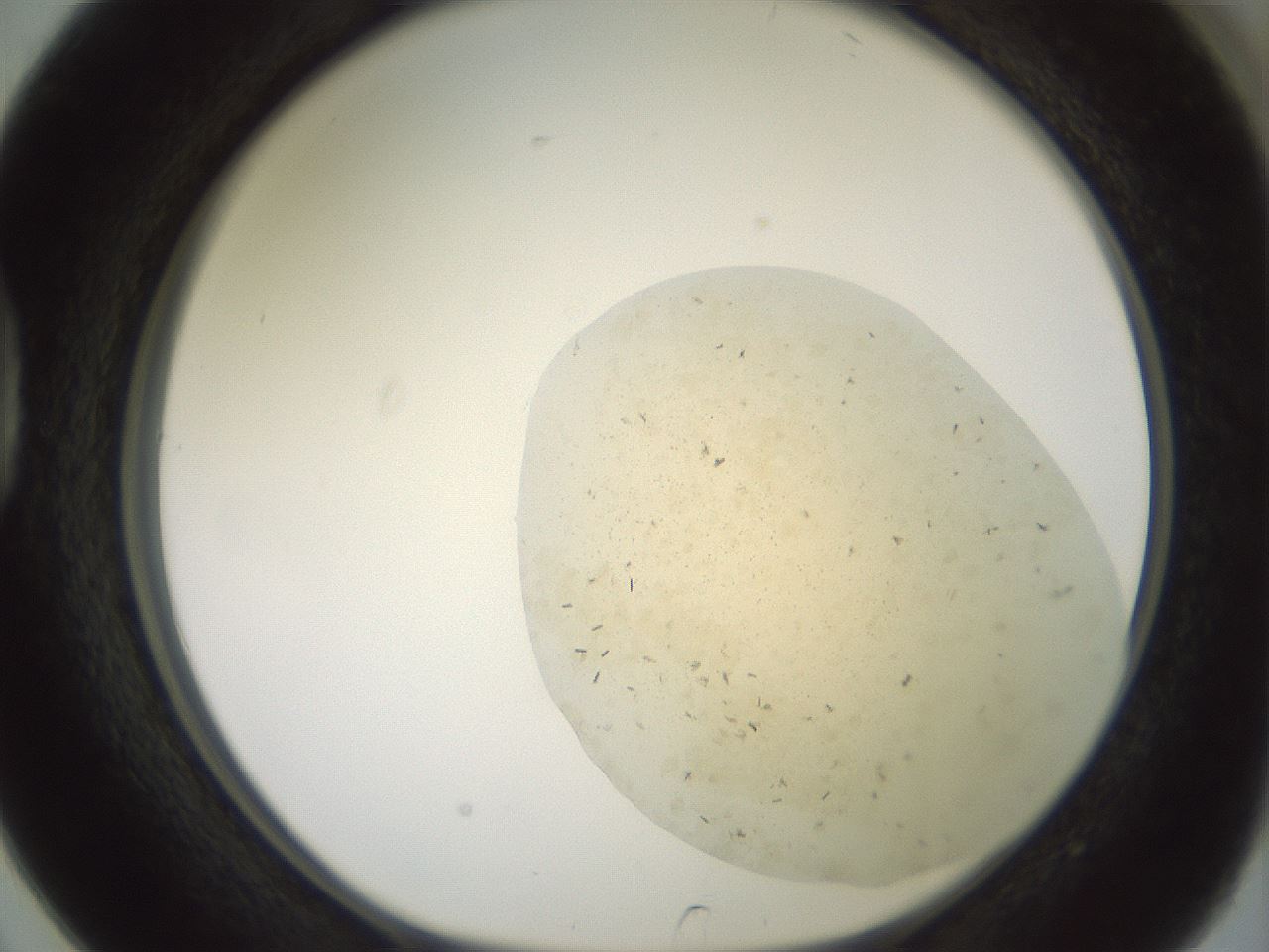 folderID60_plateID2060_batchID9042_wellNum38_profileID1_d1_r139132_ef.jpg