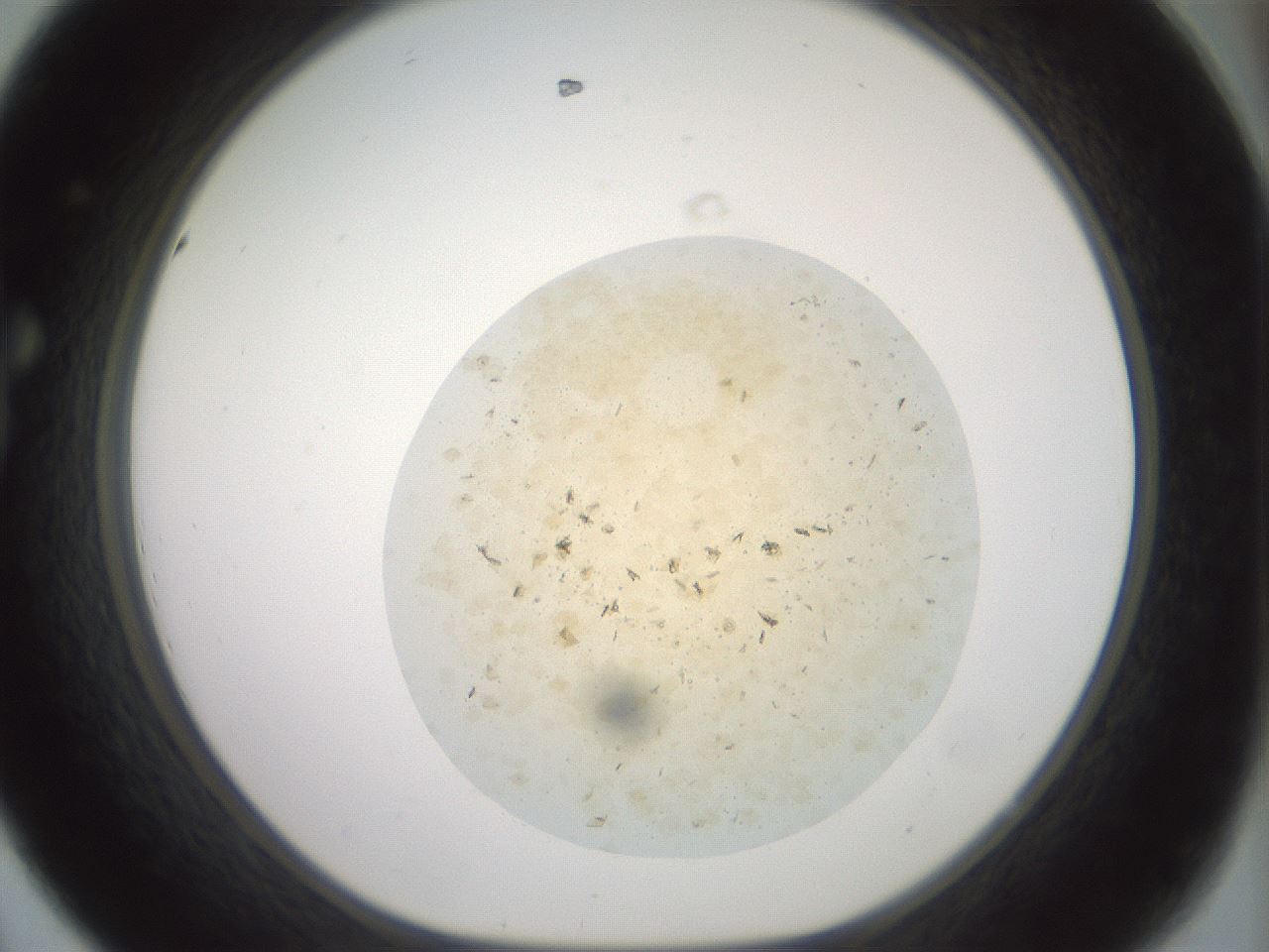folderID60_plateID2060_batchID9042_wellNum44_profileID1_d1_r139138_ef.jpg