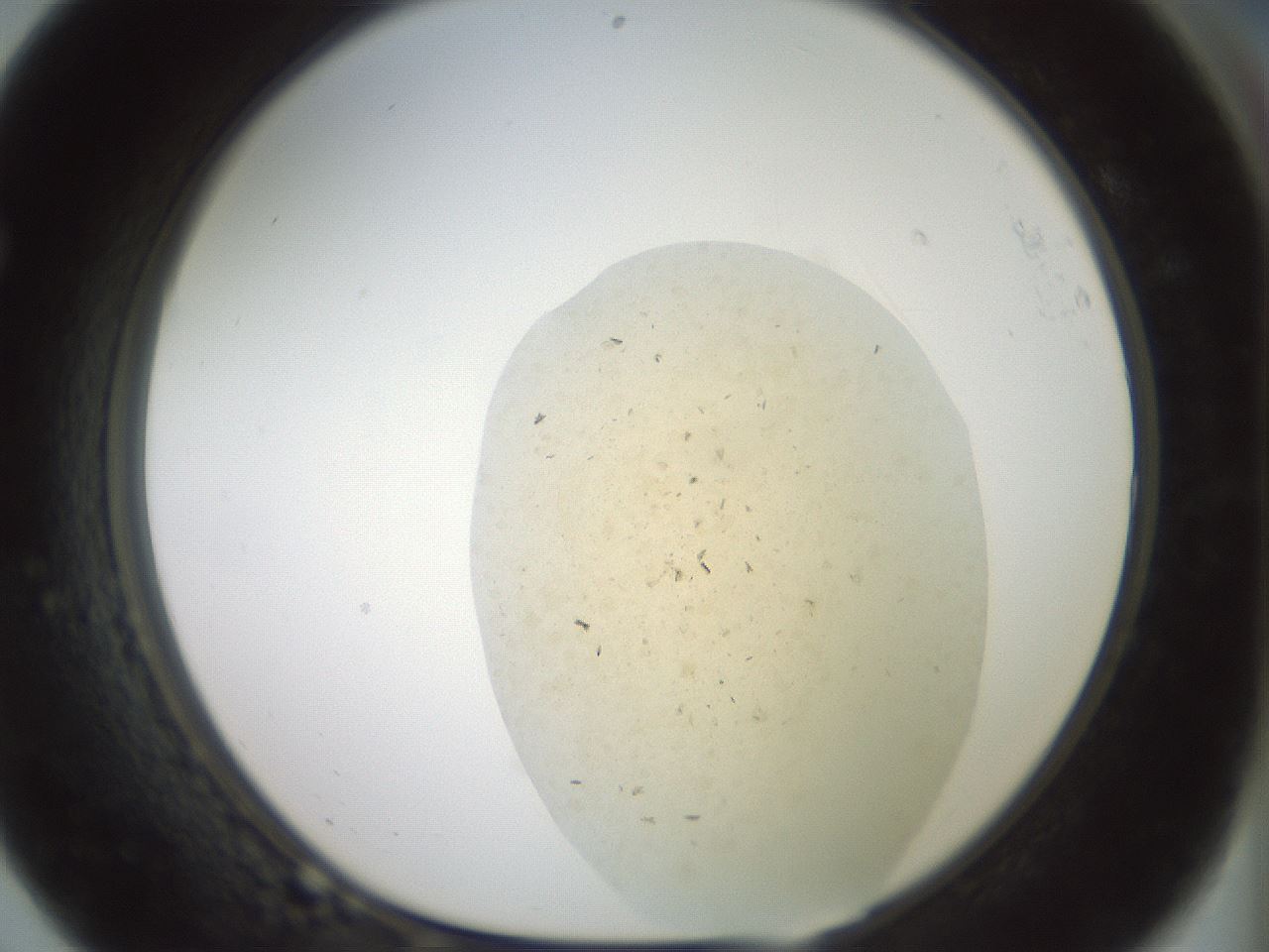 folderID60_plateID2060_batchID9042_wellNum68_profileID1_d1_r139162_ef.jpg