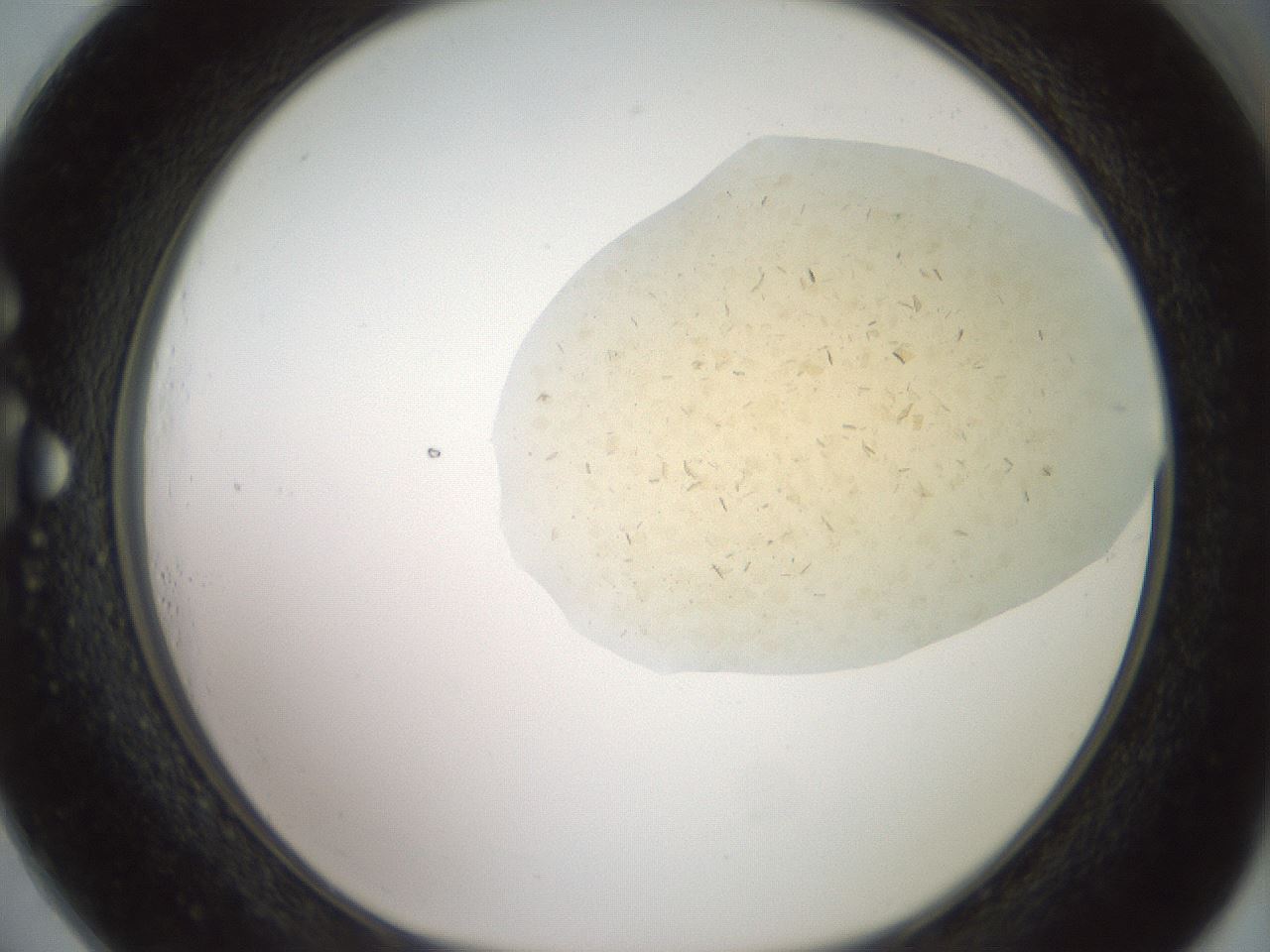 folderID60_plateID2060_batchID9042_wellNum73_profileID1_d1_r139167_ef.jpg