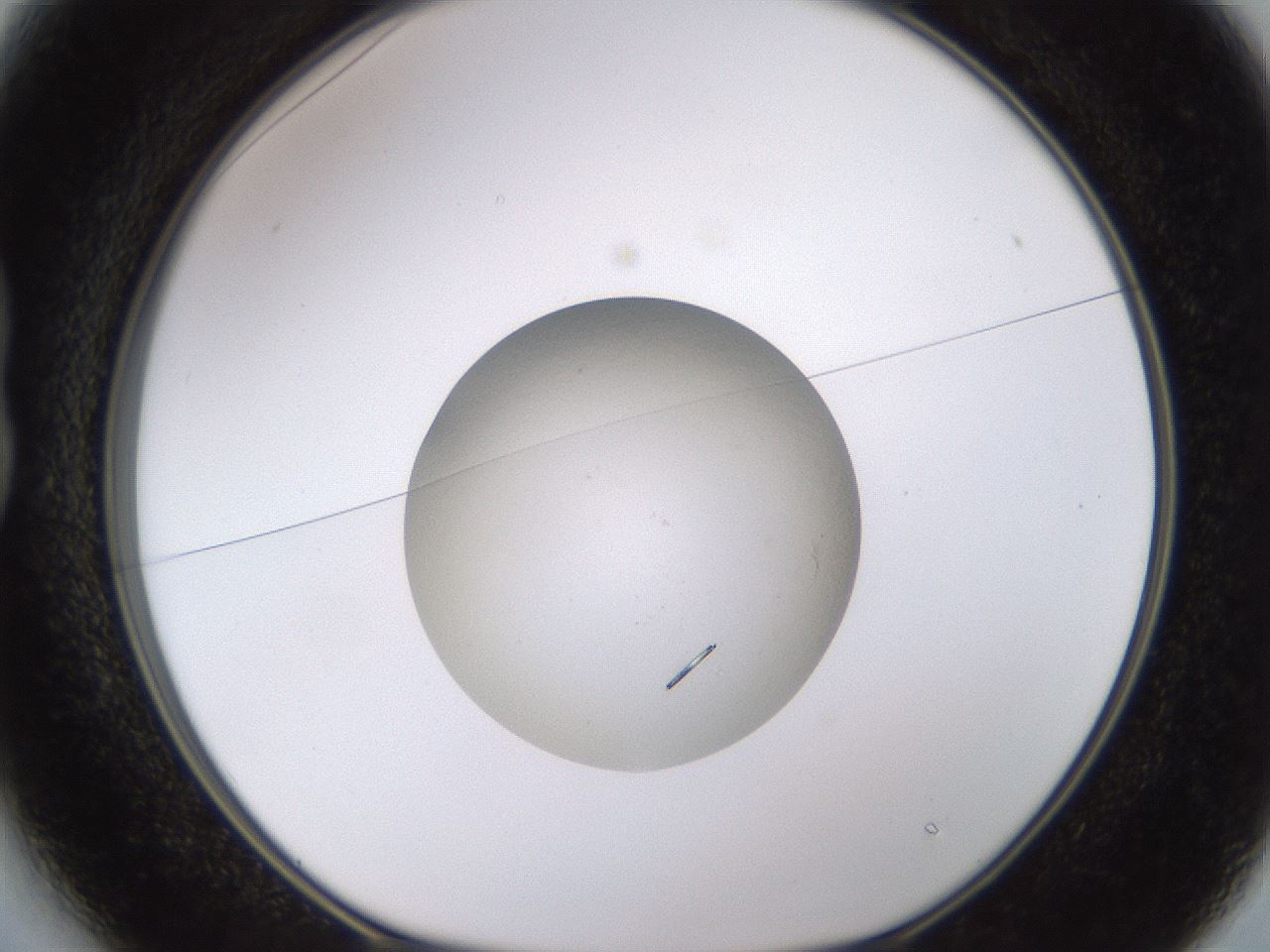 folderID621_plateID2621_batchID13307_wellNum13_profileID1_d1_r210950_ef.jpg