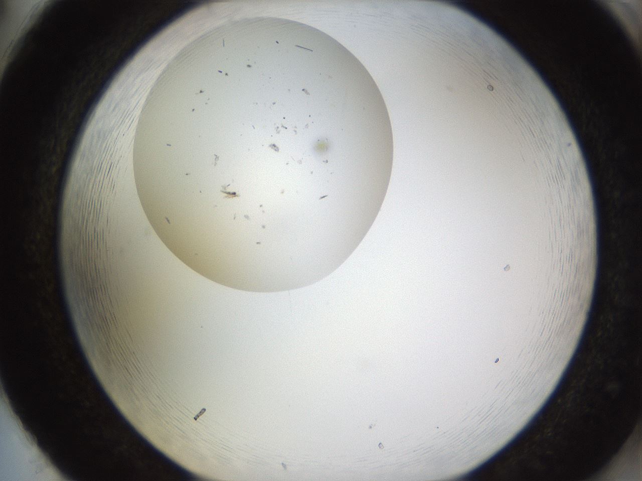folderID621_plateID2621_batchID13307_wellNum86_profileID1_d2_r211097_ef.jpg