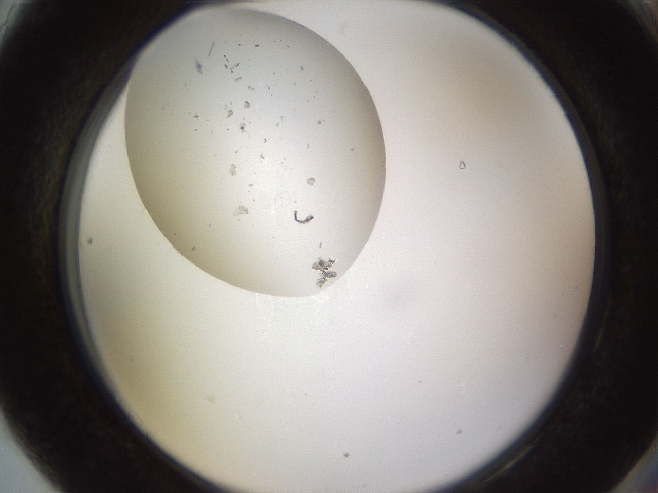 folderID621_plateID2621_batchID13307_wellNum90_profileID1_d2_r211105_ef.jpg