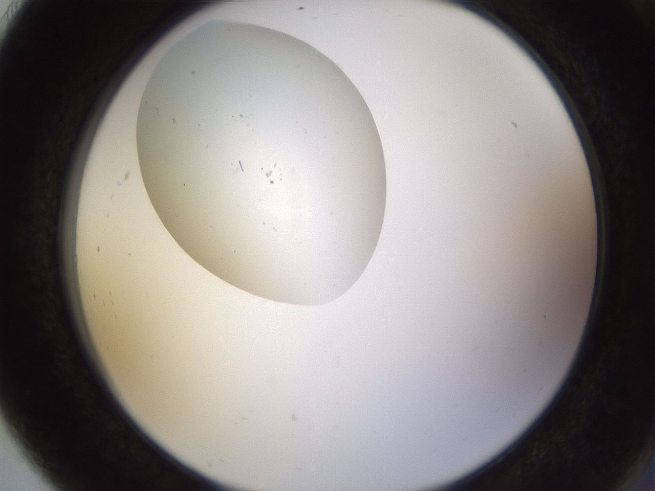 folderID621_plateID2621_batchID13307_wellNum91_profileID1_d2_r211107_ef.jpg