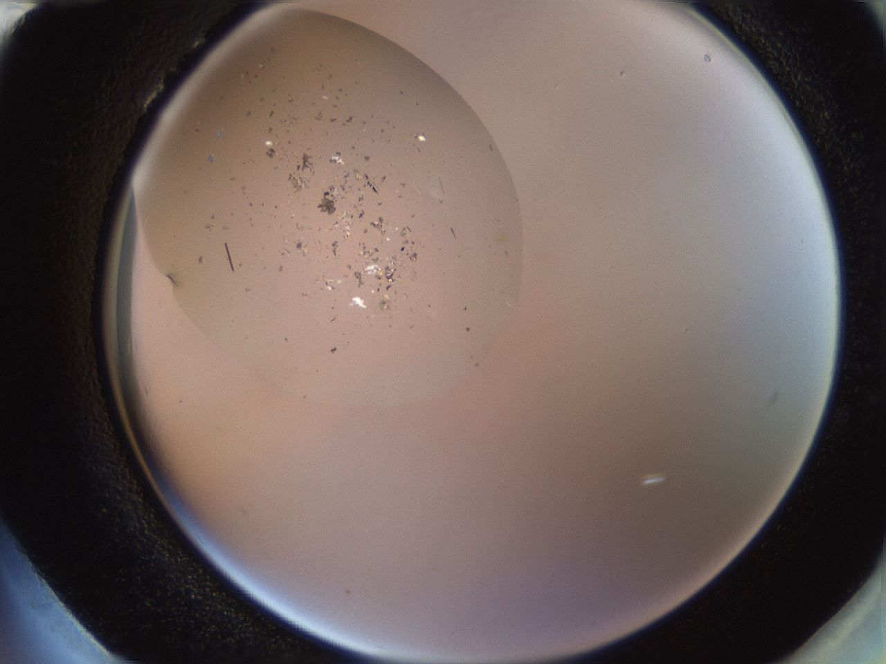 folderID621_plateID2621_batchID13307_wellNum96_profileID1_d2_r211117_ef.jpg