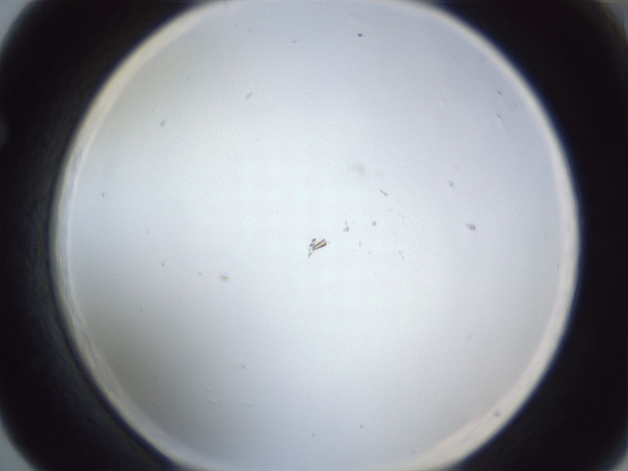 folderID217_plateID1217_batchID3671_wellNum65_profileID1_d1_r68896_ef.jpg