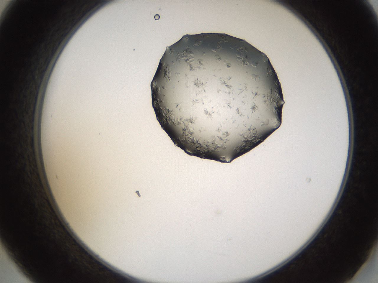 folderID226_plateID1226_batchID3776_wellNum21_profileID1_d2_r71478_ef.jpg