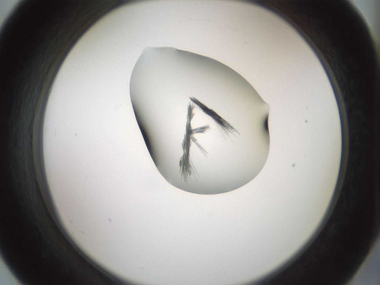 folderID227_plateID1227_batchID3777_wellNum55_profileID1_d2_r71320_ef.jpg