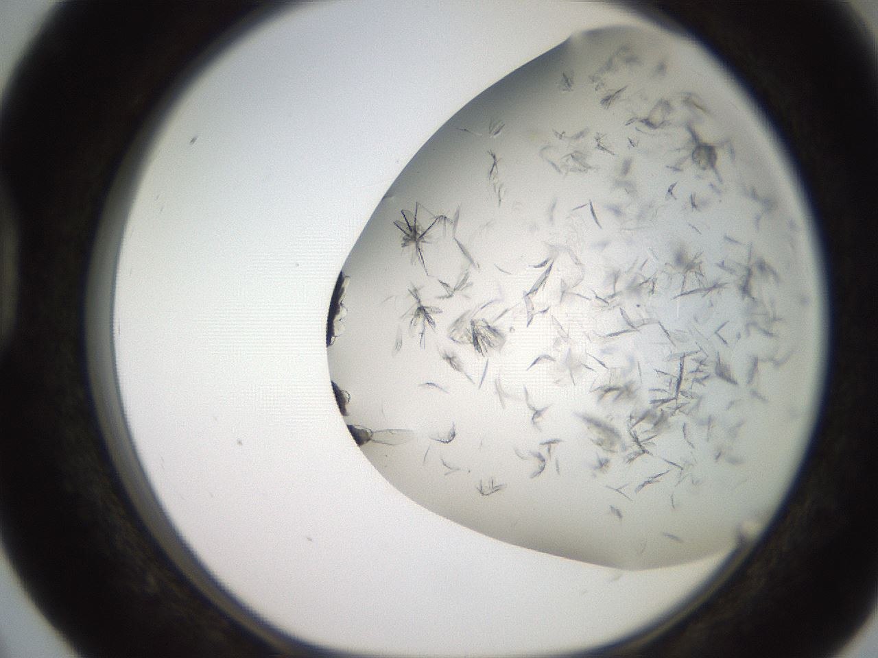 folderID235_plateID2235_batchID10125_wellNum40_profileID1_d1_r154498_ef.jpg