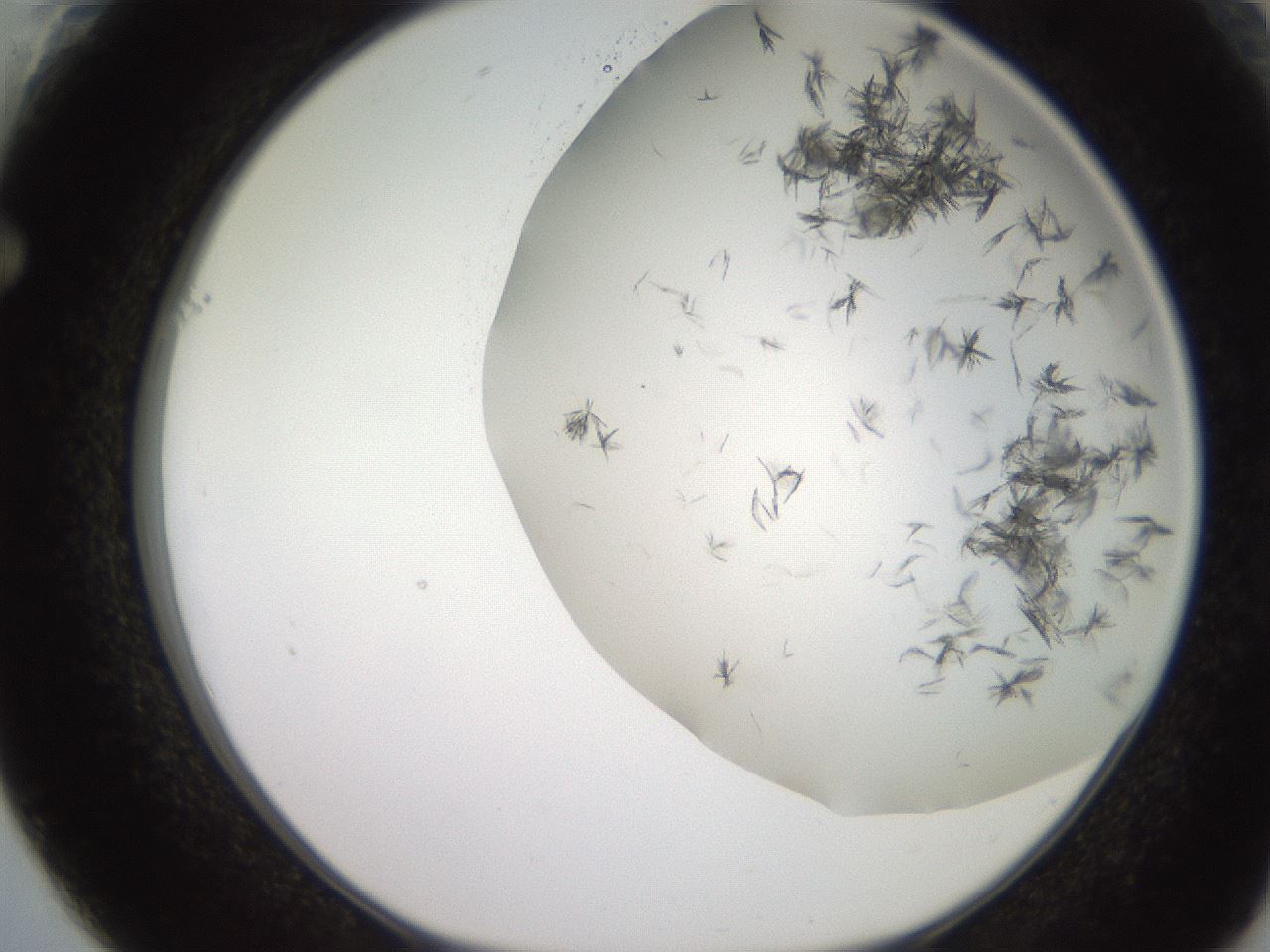 folderID235_plateID2235_batchID10125_wellNum61_profileID1_d1_r154519_ef.jpg