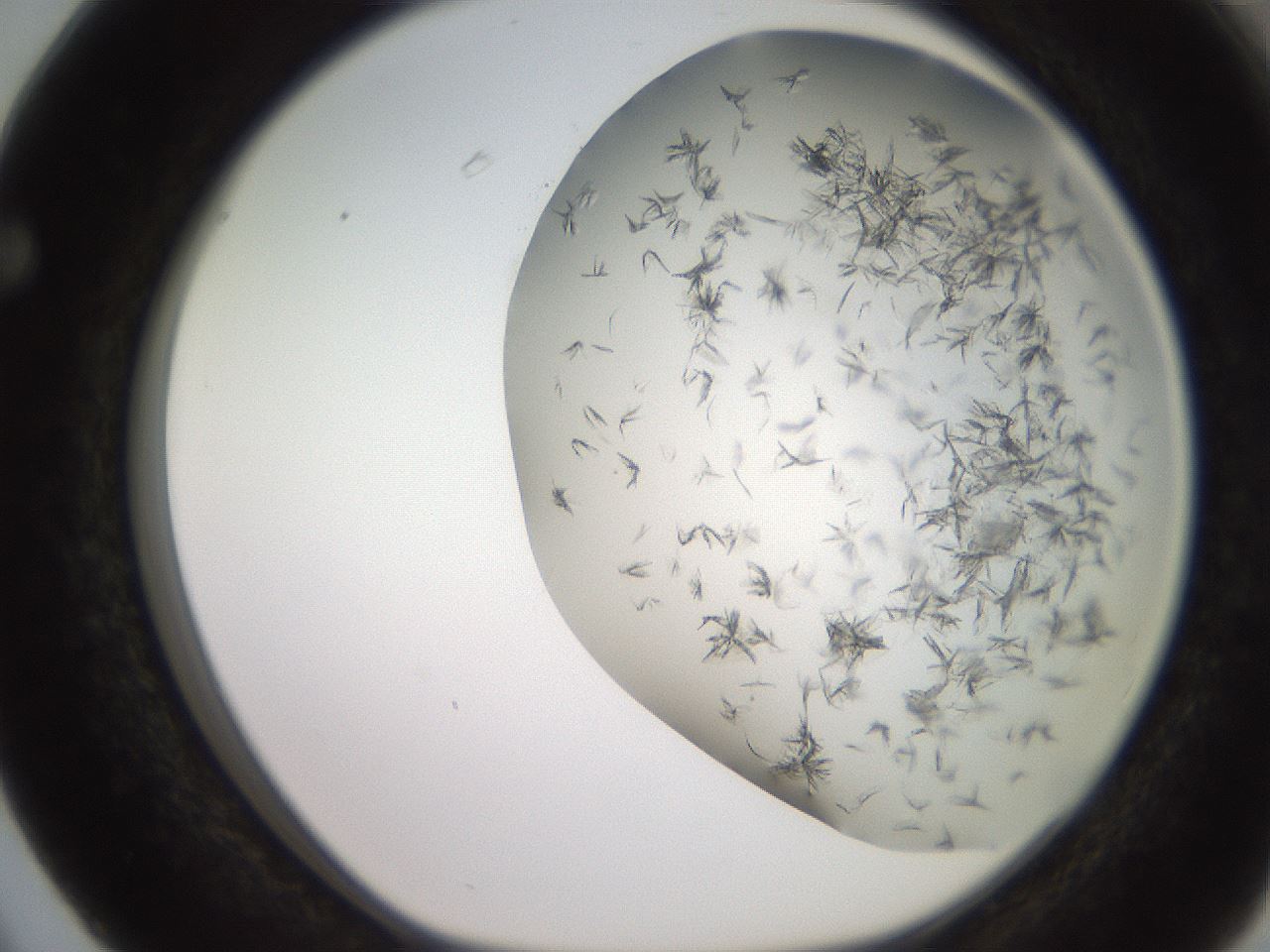 folderID235_plateID2235_batchID10125_wellNum63_profileID1_d1_r154521_ef.jpg