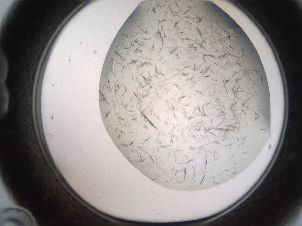 folderID236_plateID2236_batchID10126_wellNum24_profileID1_d1_r154578_ef.jpg