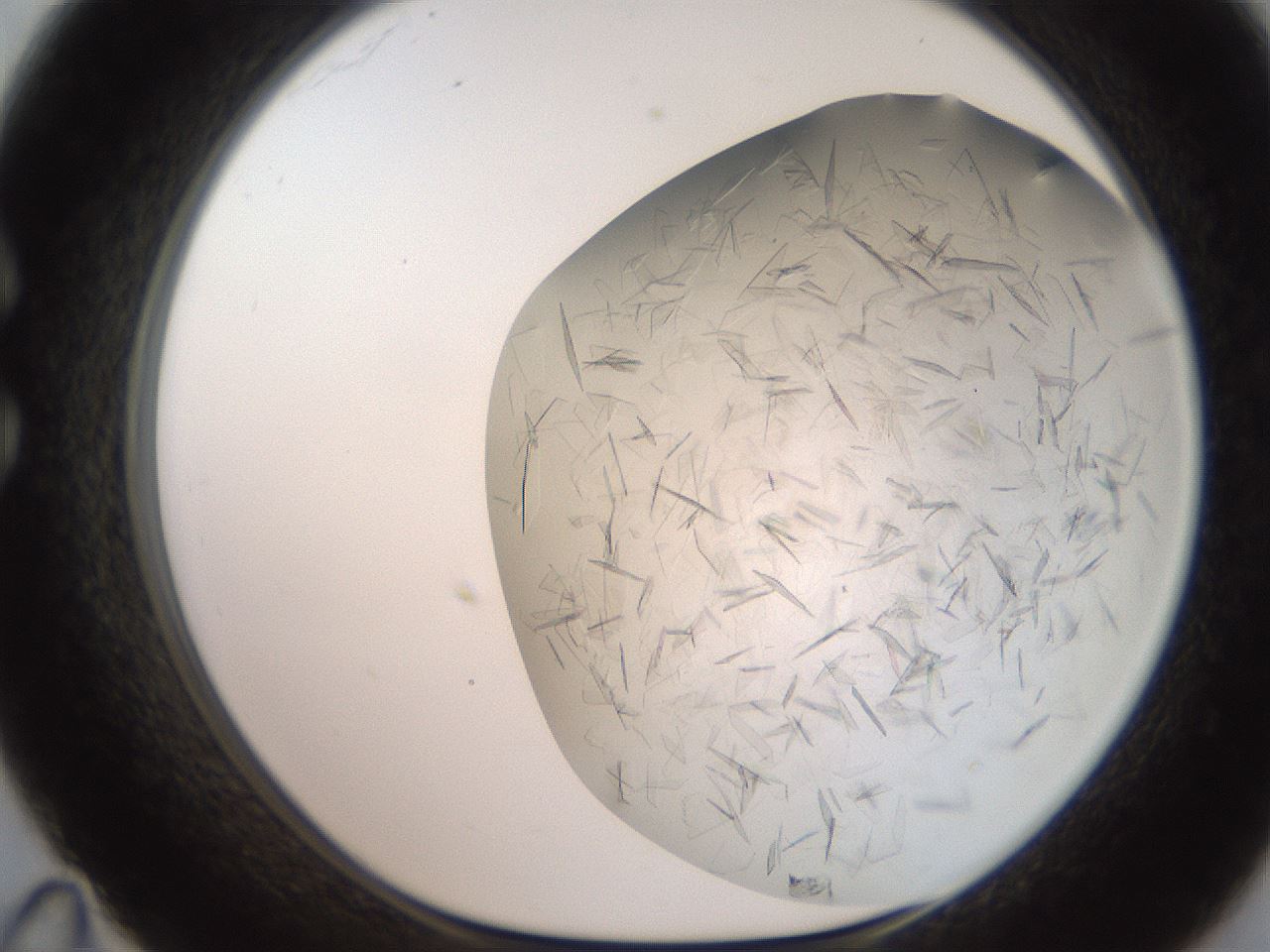 folderID236_plateID2236_batchID10126_wellNum35_profileID1_d1_r154589_ef.jpg