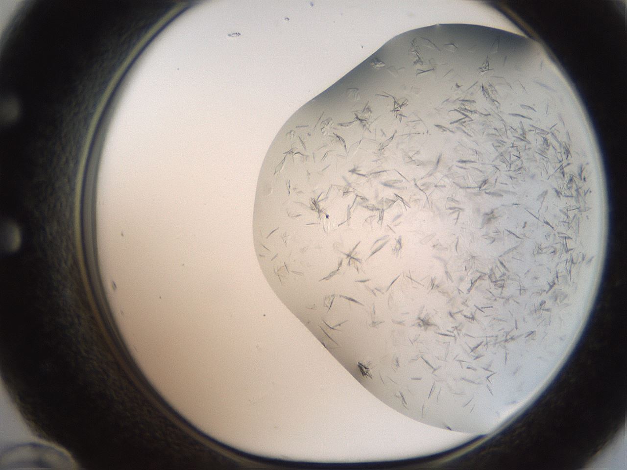 folderID236_plateID2236_batchID10126_wellNum60_profileID1_d1_r154614_ef.jpg
