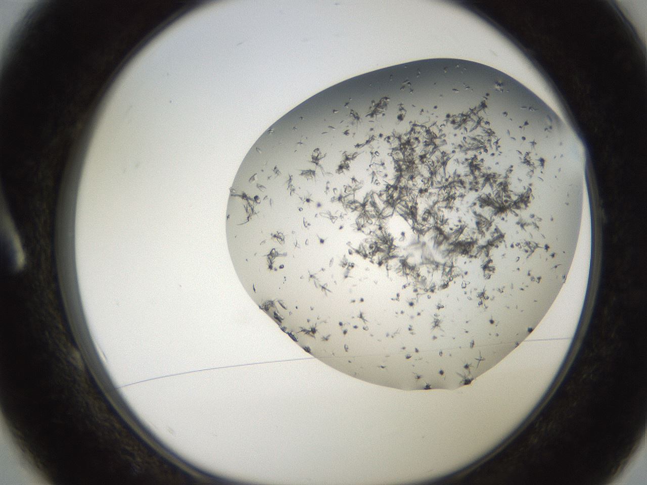 folderID242_plateID2242_batchID10224_wellNum1_profileID1_d1_r154770_ef.jpg
