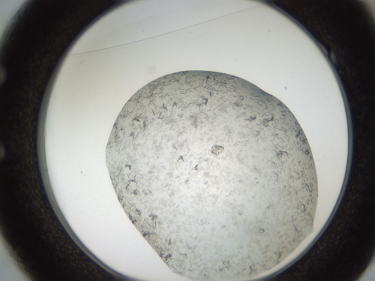 folderID242_plateID2242_batchID10224_wellNum49_profileID1_d1_r154818_ef.jpg