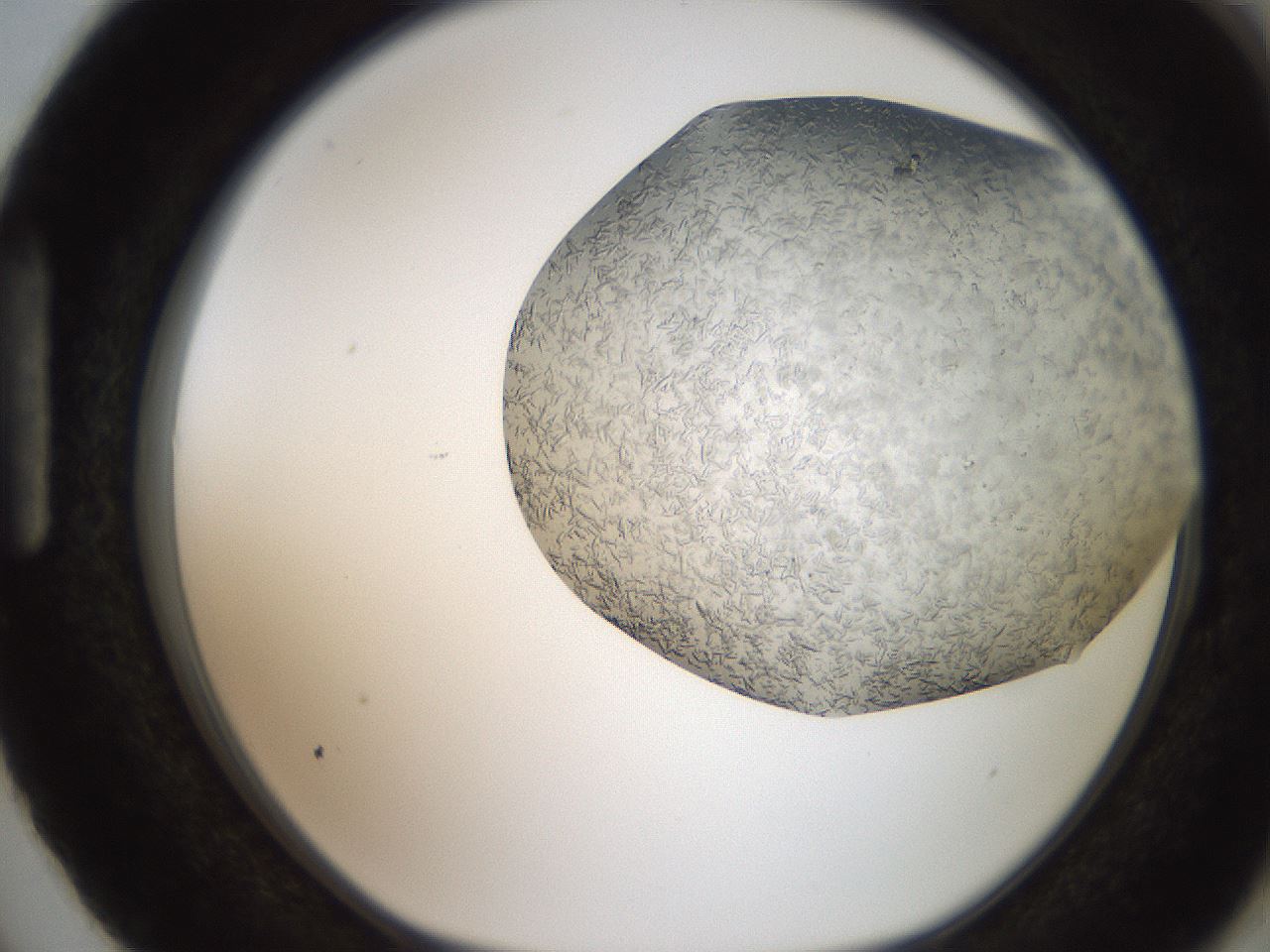 folderID242_plateID2242_batchID10224_wellNum87_profileID1_d1_r154856_ef.jpg