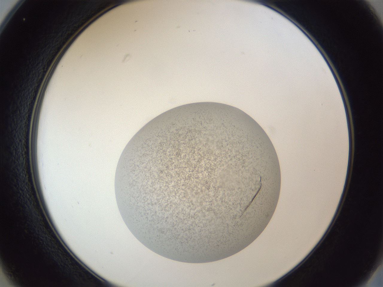 folderID252_plateID1252_batchID3920_wellNum25_profileID1_d2_r72511_ef.jpg
