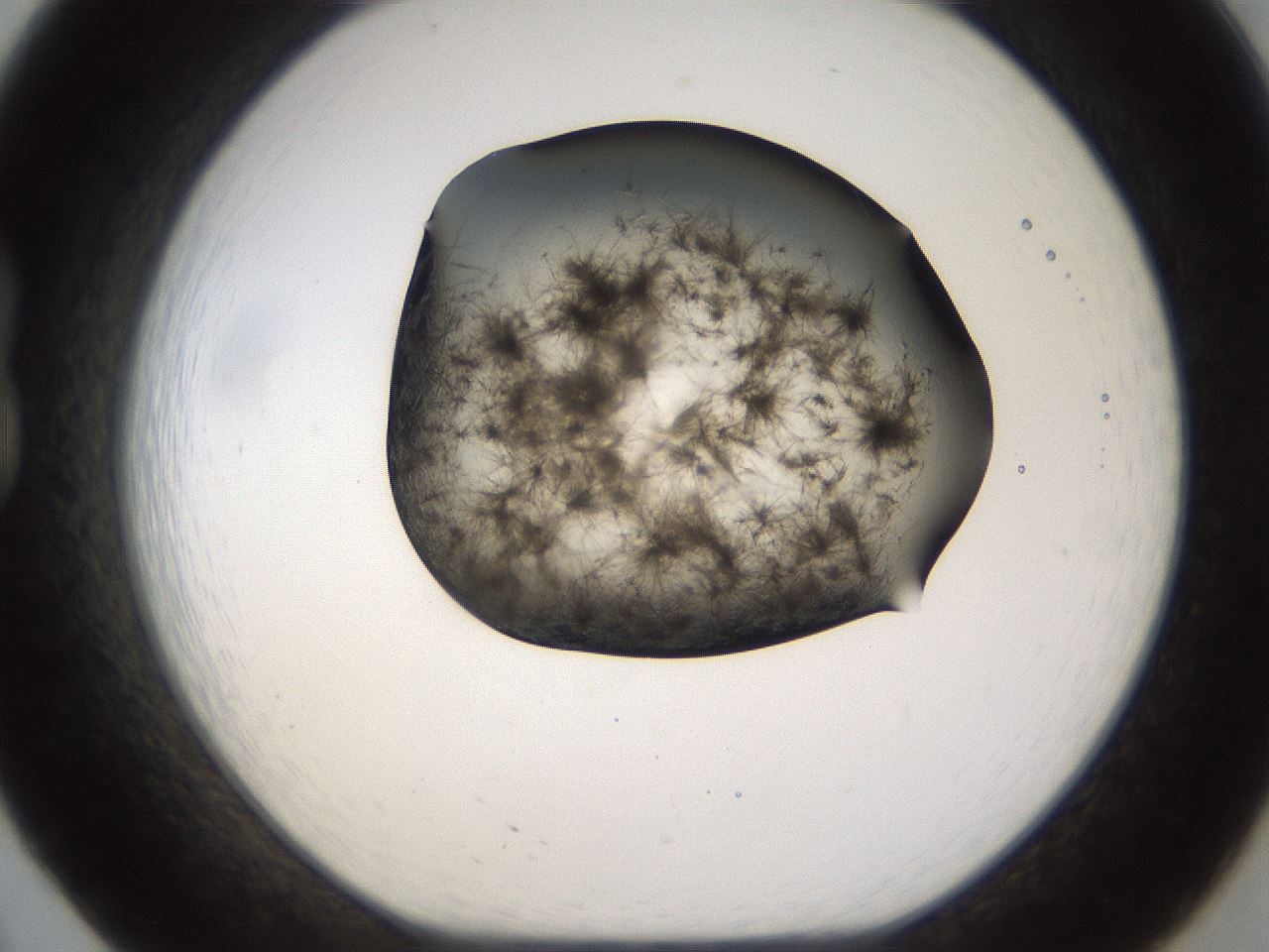 folderID256_plateID1256_batchID4115_wellNum20_profileID1_d1_r72681_ef.jpg
