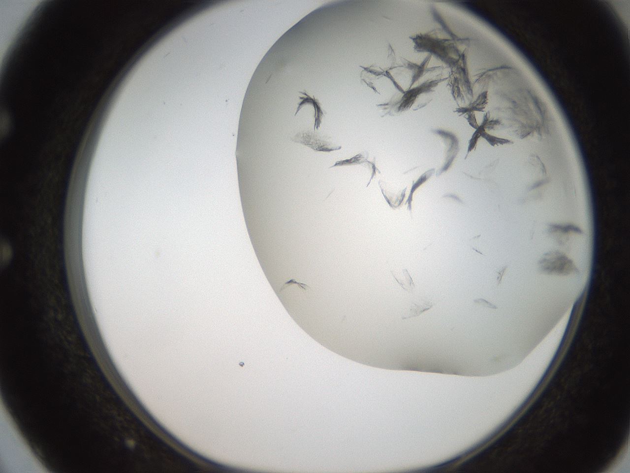 folderID236_plateID2236_batchID10126_wellNum50_profileID1_d1_r154604_ef.jpg