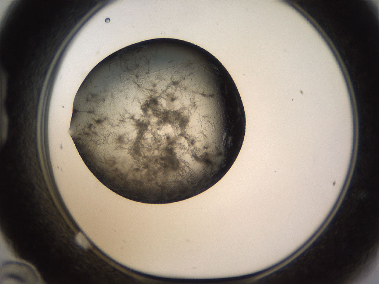 folderID256_plateID1256_batchID4115_wellNum24_profileID1_d1_r72685_ef.jpg
