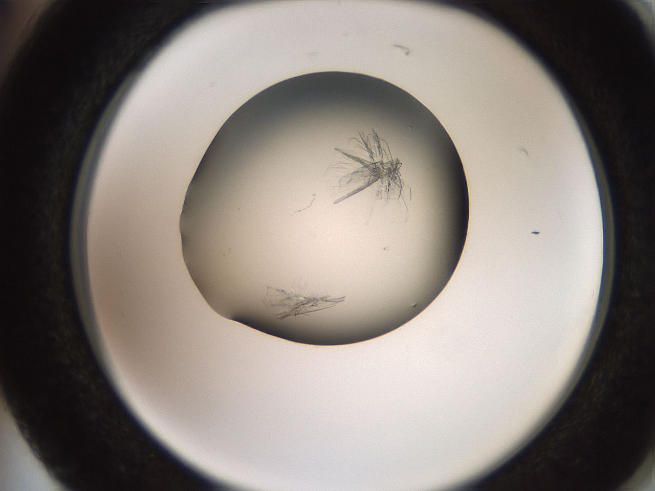 folderID258_plateID2258_batchID10333_wellNum74_profileID1_d2_r156949_ef.jpg