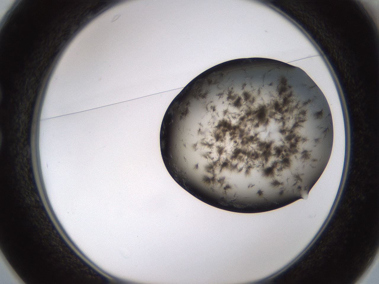 folderID256_plateID1256_batchID4115_wellNum25_profileID1_d1_r72686_ef.jpg