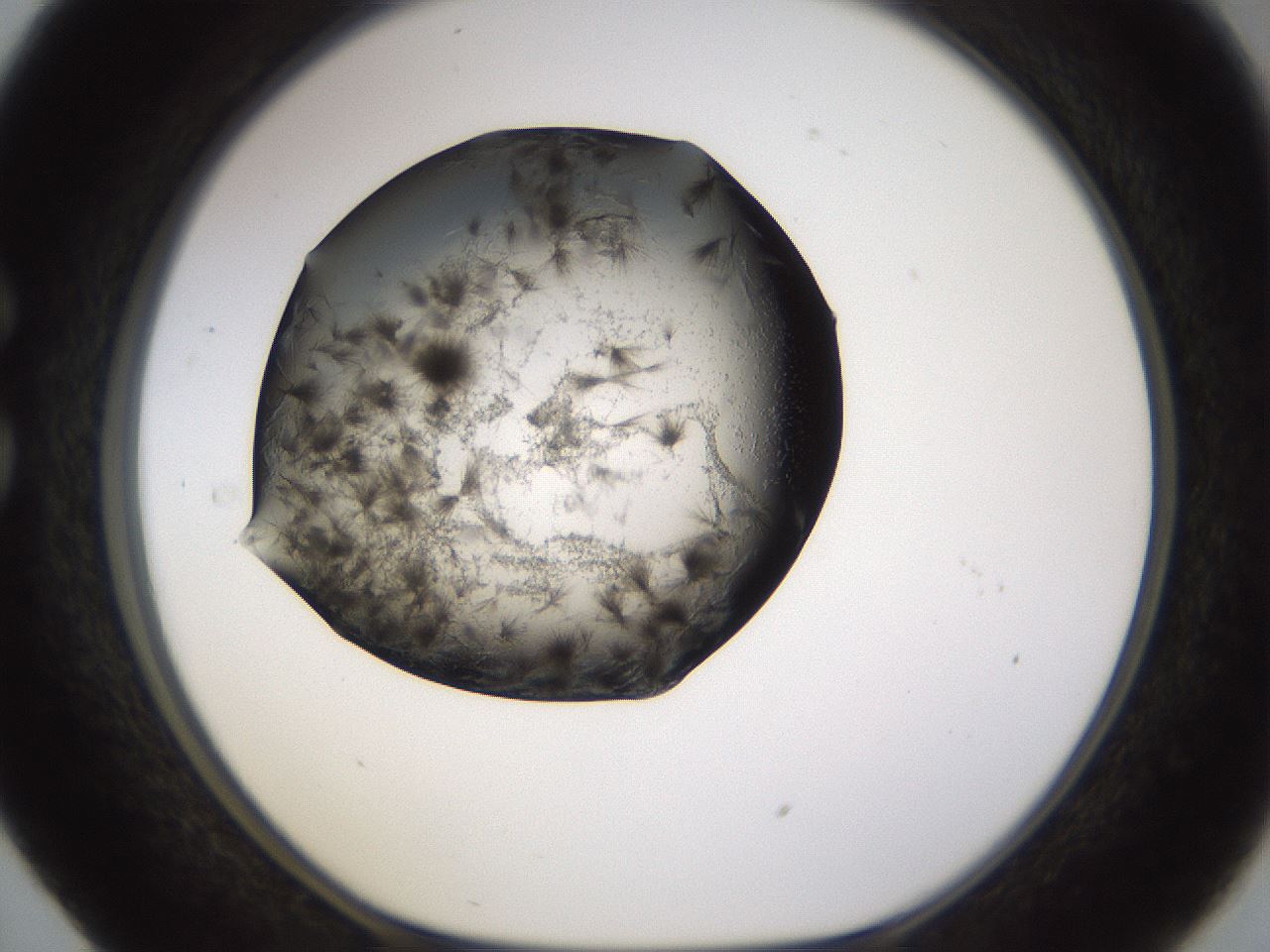 folderID256_plateID1256_batchID4115_wellNum29_profileID1_d1_r72690_ef.jpg