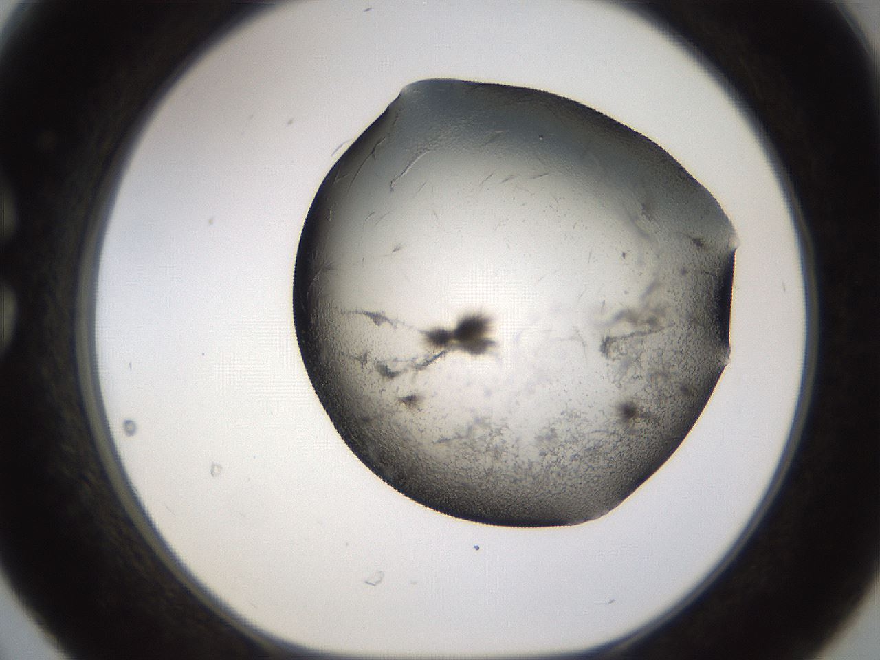 folderID256_plateID1256_batchID4115_wellNum30_profileID1_d1_r72691_ef.jpg